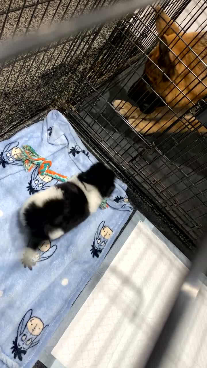 Pomeranian dogs for sale: Pomeranian puppy - 3 months old - Video 2