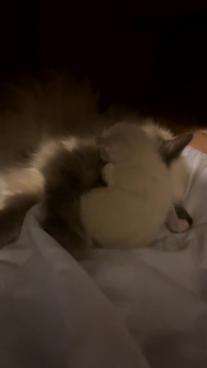 Ragdoll cats for sale: TICA registered - beautiful ragdoll kitten  - Video 3