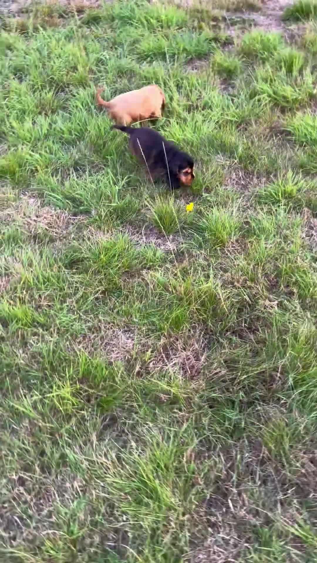 Cocker Spaniel dogs for sale: Last two ‼️ £1250 Kc reg show cocker puppies  - Video 3