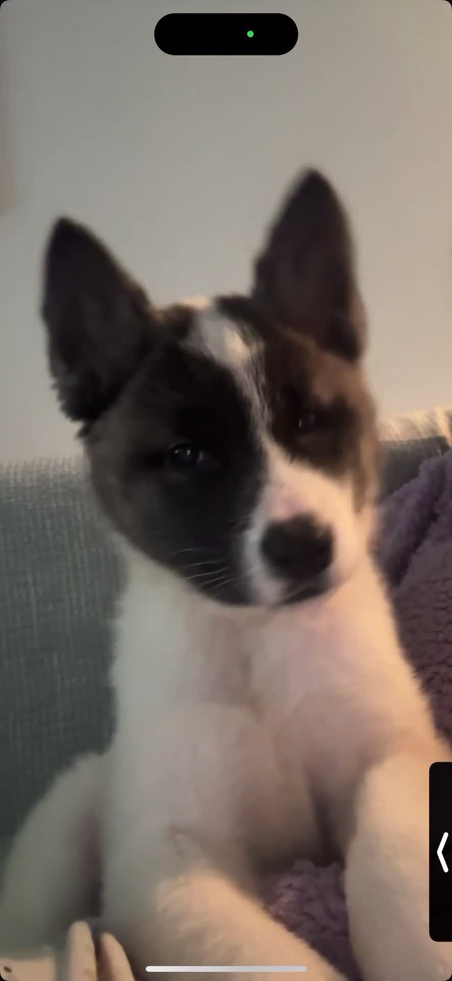 Akita dogs for sale: Quality Family Raised American Akita Puppies - Video 1