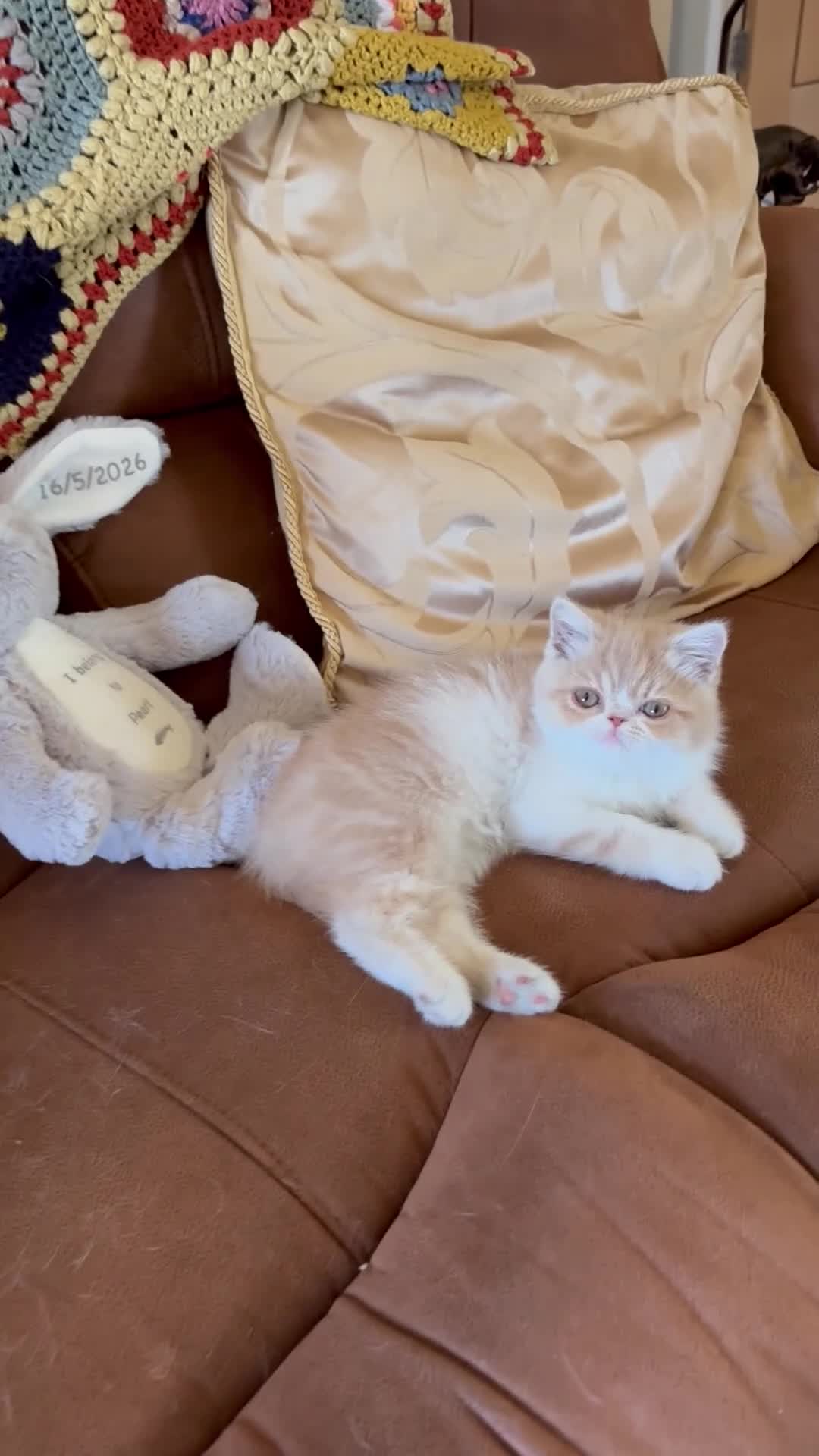 Exotic cats for sale: Beautiful Exotic cream & white female - Video 1