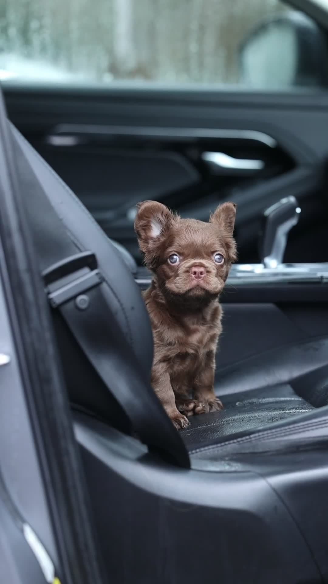 French Bulldog dogs for sale: Chocolate fluffy delights  in Llanelli - Video 3