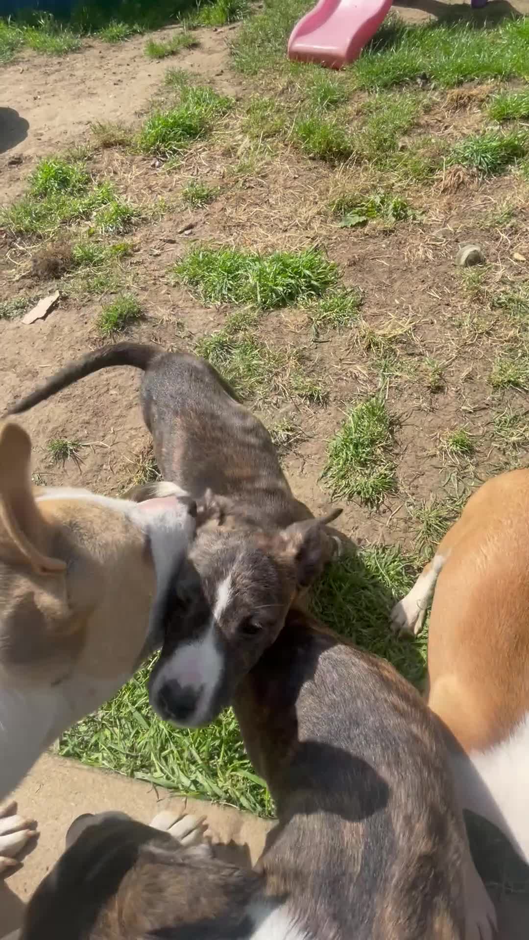 Mixed Breed dogs for sale: Just 2 BOY Pups Left! 💕🎀 - Video 3