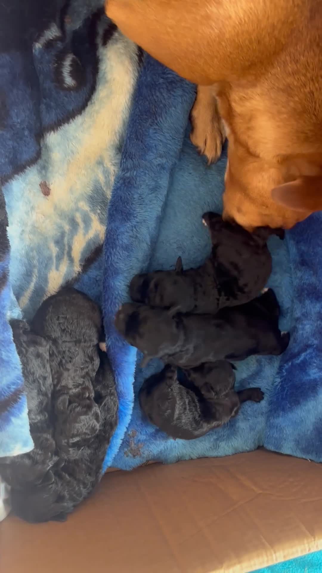 Jackapoo dogs for sale: Jackapoo puppies  in Driffield - Video 1