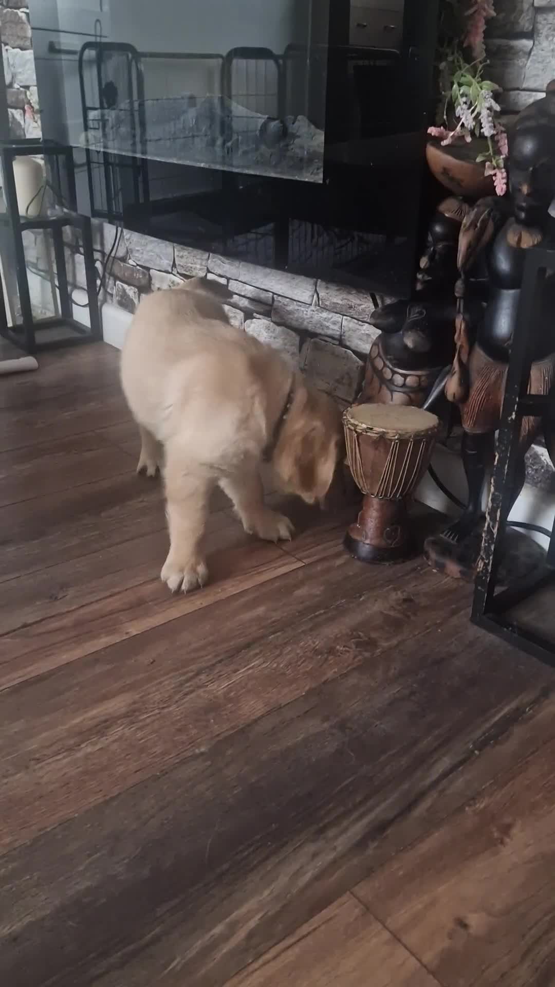 Golden Retriever dogs for sale: 🦮 two beautiful boys available  ❤️❤️ in Aberystwyth - Video 2
