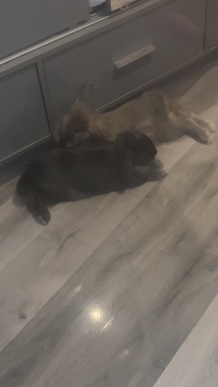 Mixed Breed rabbits for sale: Thumper and blossom male And female  in Birmingham - Video 2