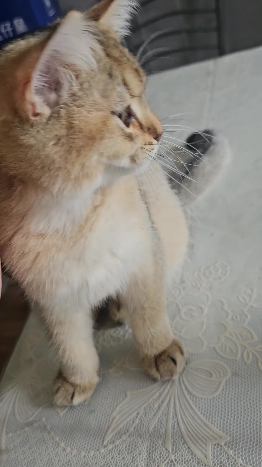 British Shorthair cats for sale: Golden Shaded Kittens looking for Loving Homes!  - Video 1