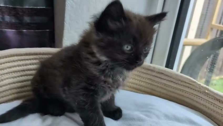 Ragcoon cats for sale: Stunning Ragcoon girl, Maine coon Dad Ragdoll Mum - Video 1