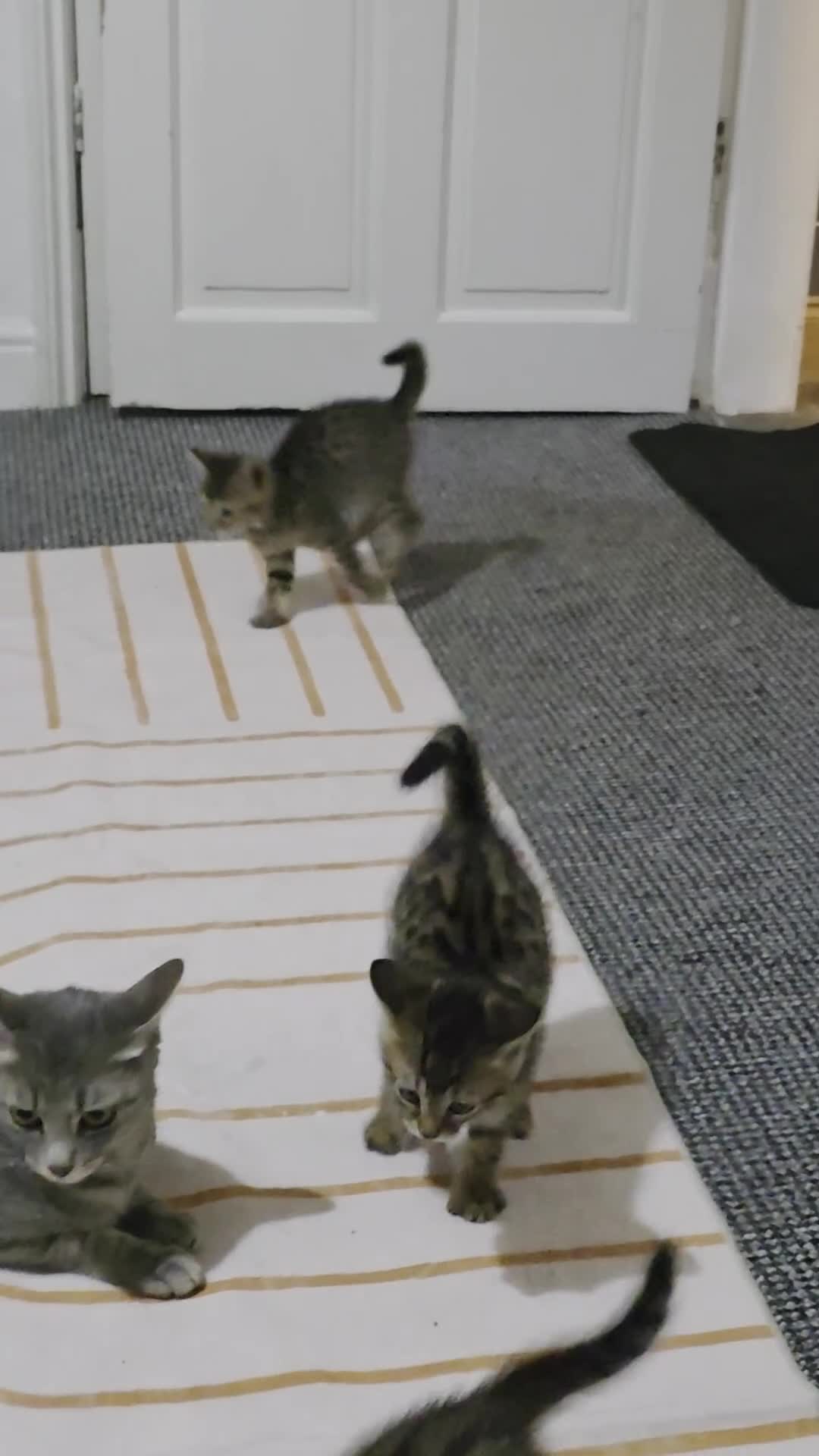 Mixed Breed cats for sale: Tabby x Bengal Kittens 🐾 - Video 1