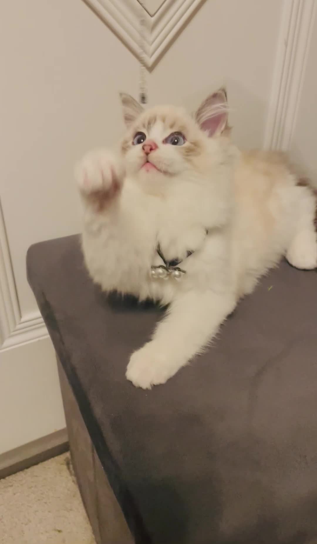 Ragdoll cats for sale: GCCF Champion Line ragdolls kitten  - Video 1