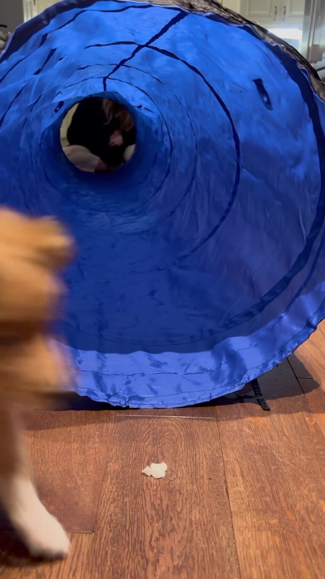 Shetland Sheepdog dogs for sale: KC registered Shetland sheepdog puppies  in Stourbridge - Video 2