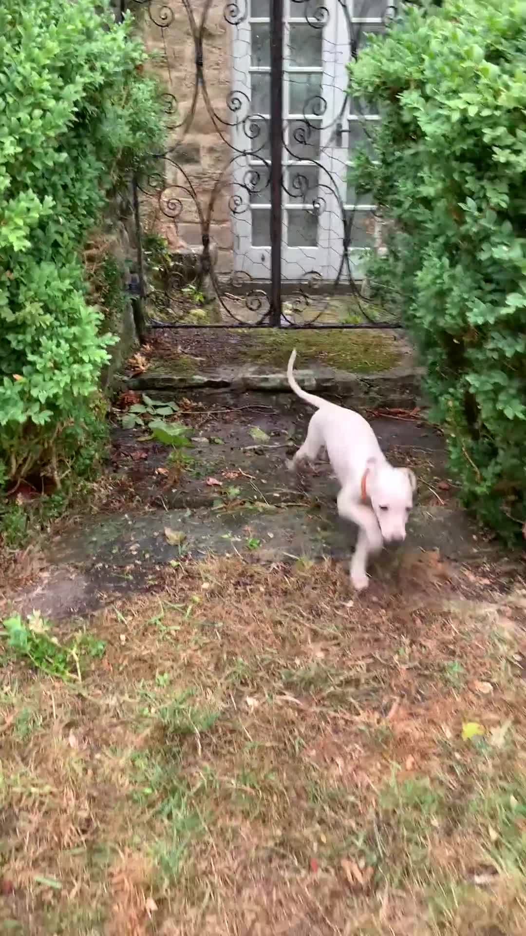 Italian Greyhound dogs for sale: Italian greyhound puppies KC reg European Lineage in Leeds - Video 1