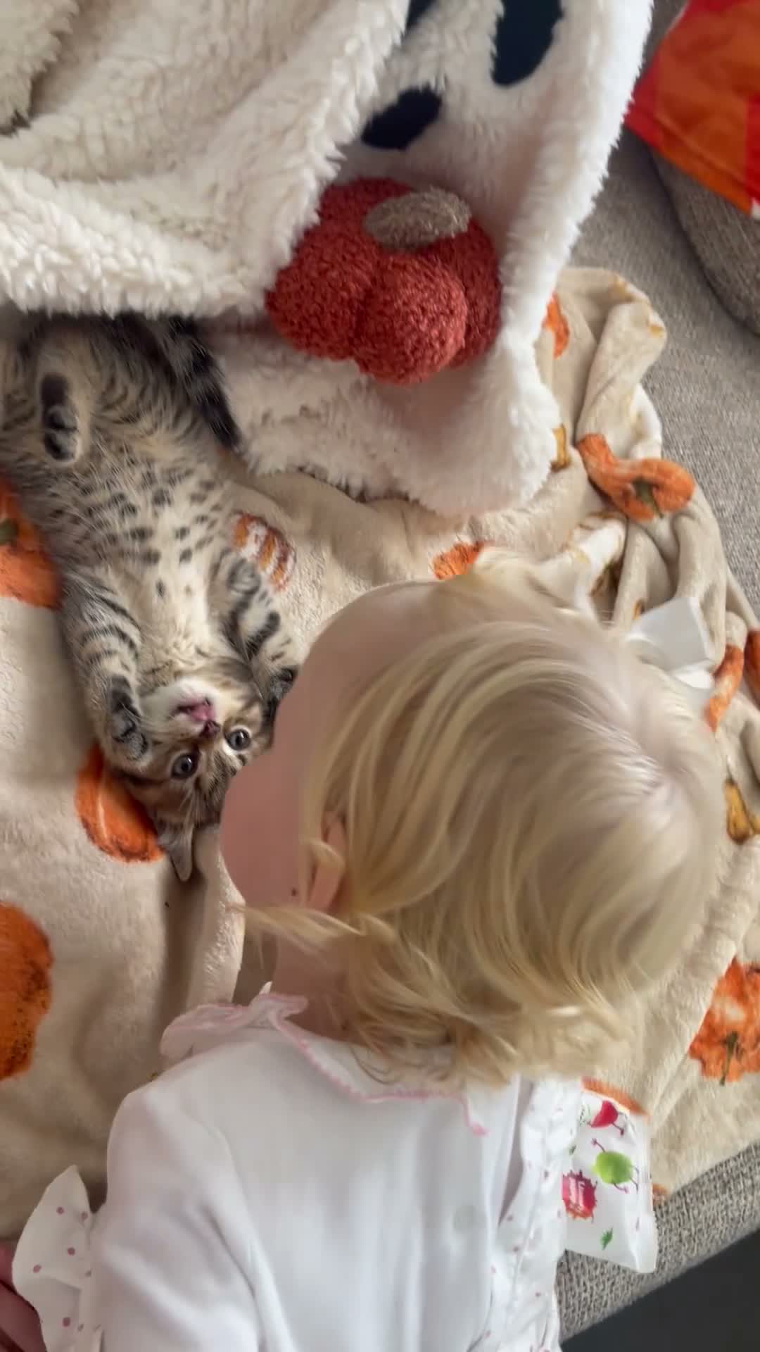 Scottish Fold cats for sale: 2 kittens ready now! ❤️ price reduced❤️ - Video 3