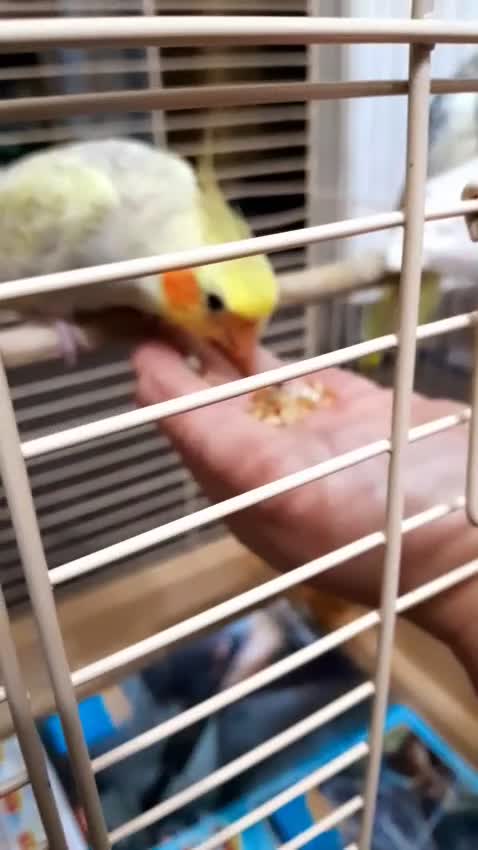 Cockatiels birds for sale: cockatiels  - Video 1