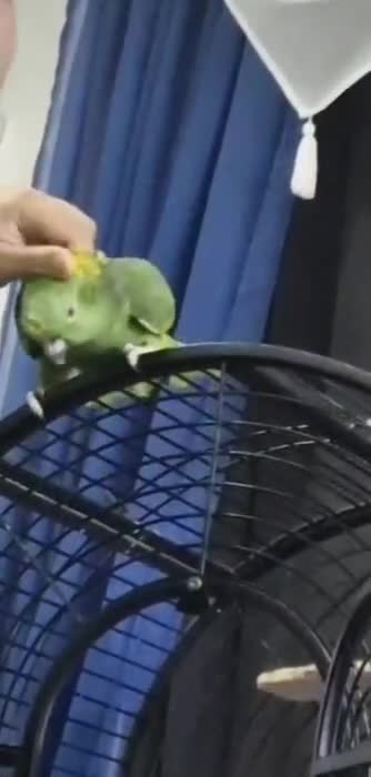 Budgerigars birds for sale: Tame yellow nape amazon for sale! - Video 2
