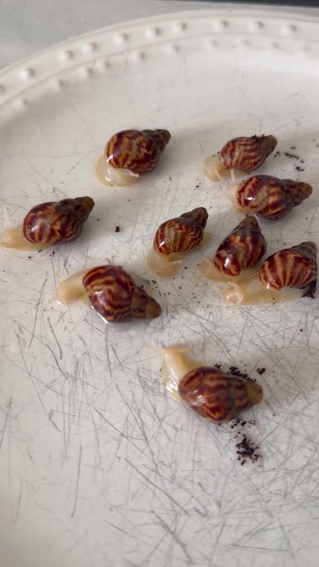 Snails invertebrates for sale: Beautiful Giant African Land Snails BABIES  - Video 1
