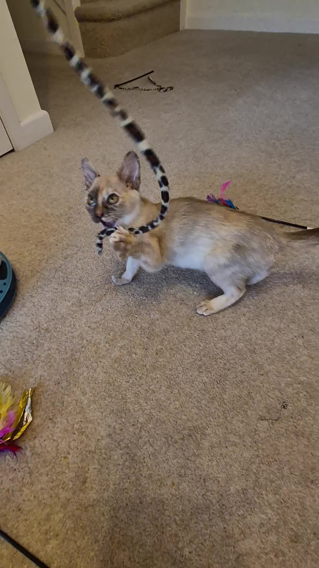 Burmese cats for sale: Gorgeous Pedigree Burmese Kittens - Video 1