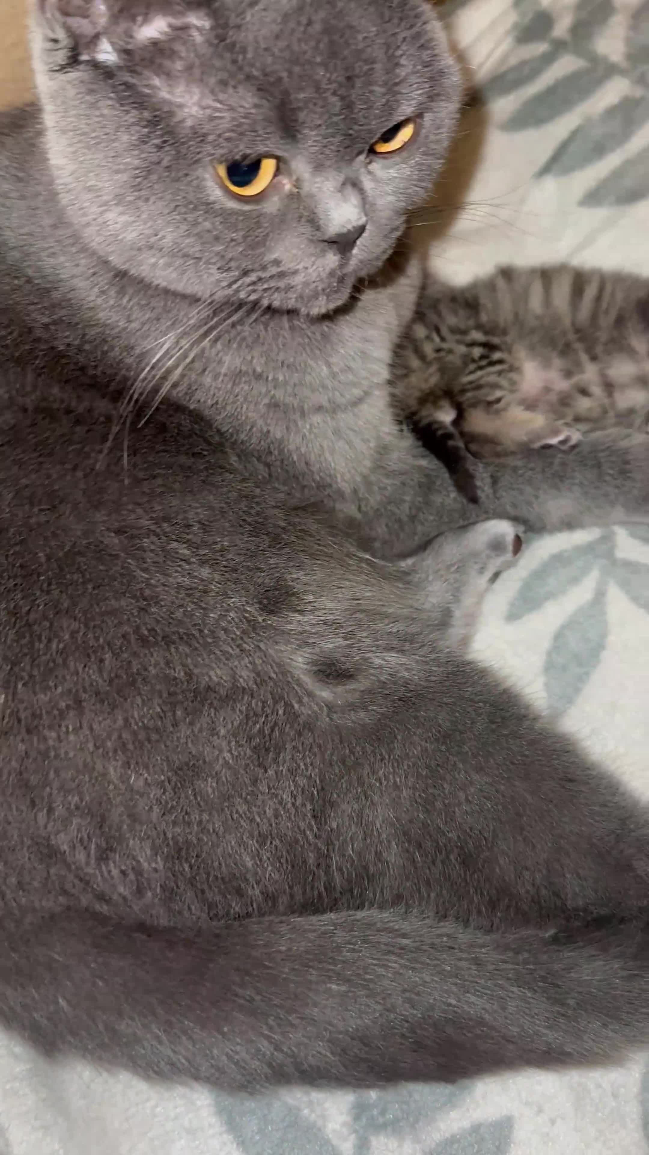 British Shorthair cats for sale: Tabby BritishShorthair male ready for reservation  - Video 1