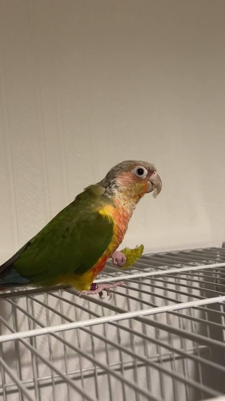 Conures birds for sale: Semi-Tame Conure - Video 2