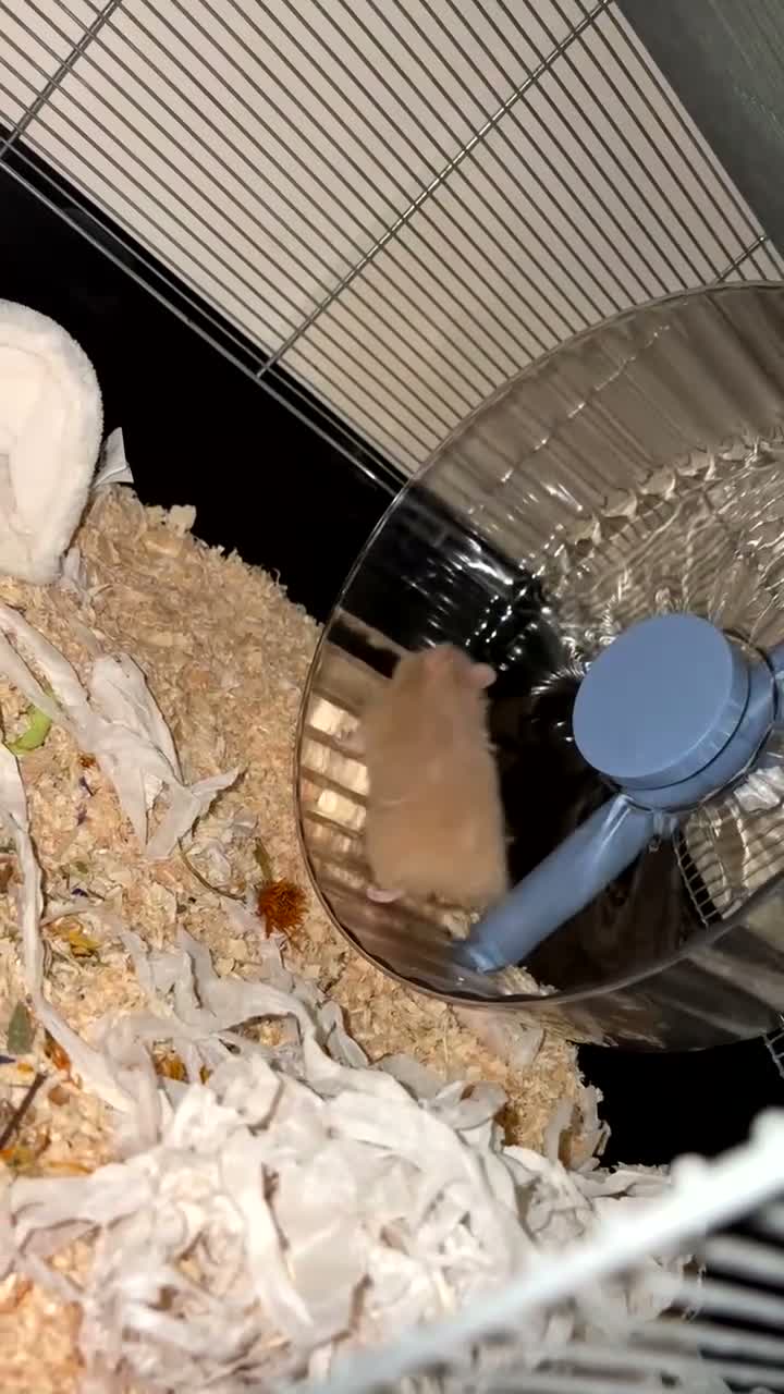 Hamster rodents for sale: Young hamster and supplies - Video 1