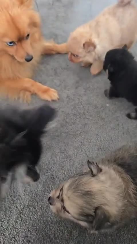 Pomeranian dogs for sale: 3 beautiful pomeranian  - Video 1