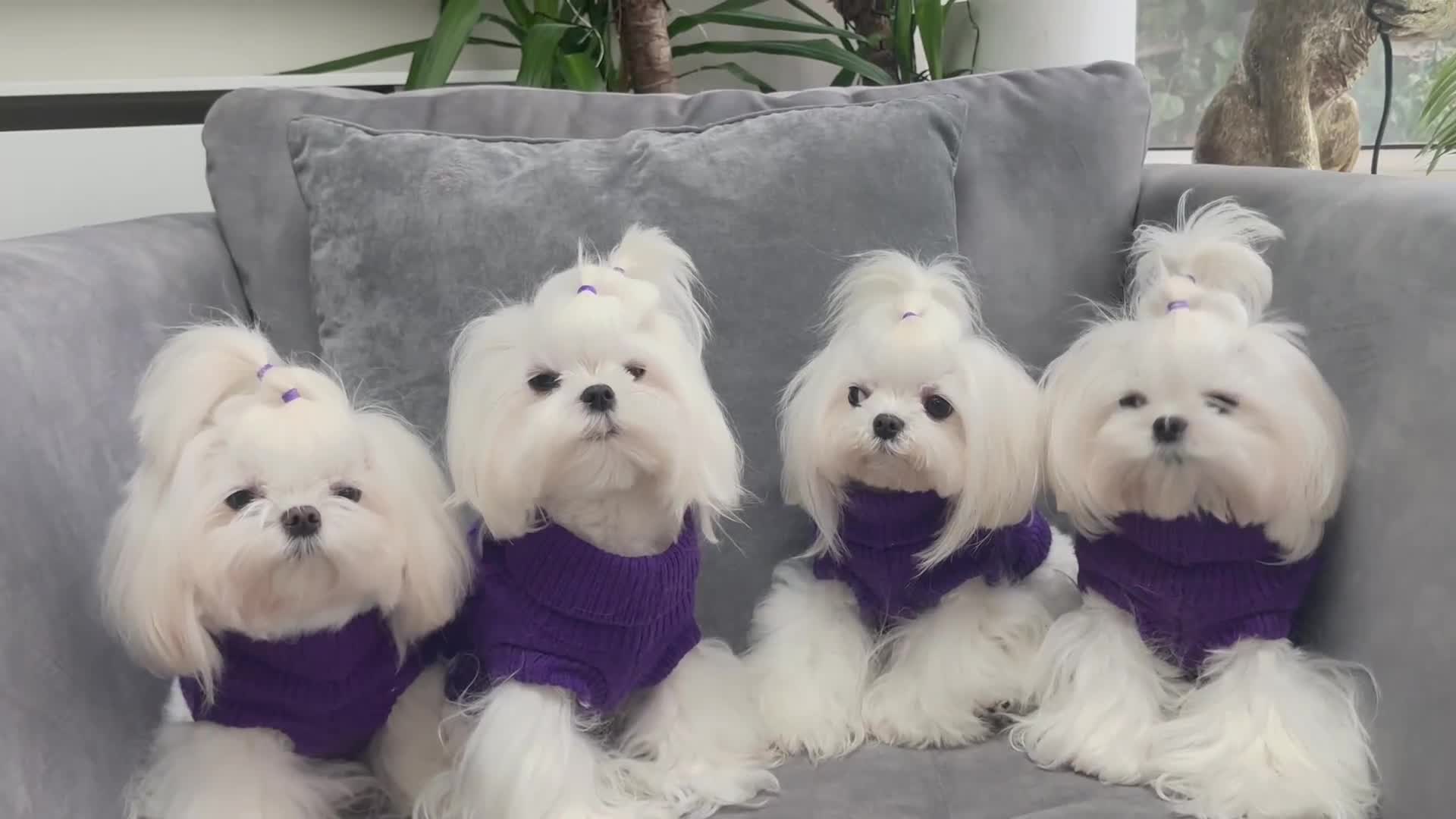 Maltese dogs for sale: 🌟Just One Left 🌟Bambelina Maltese🌟 - Video 1