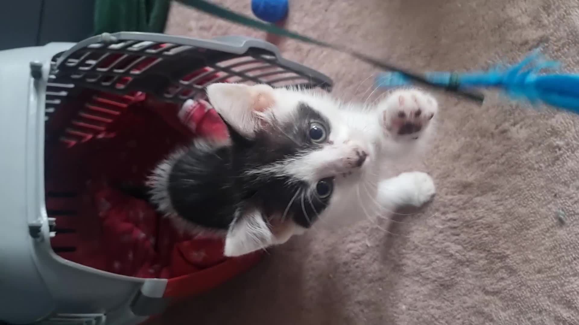 Mixed Breed cats for sale: Beautiful black and white kittens  - Video 1