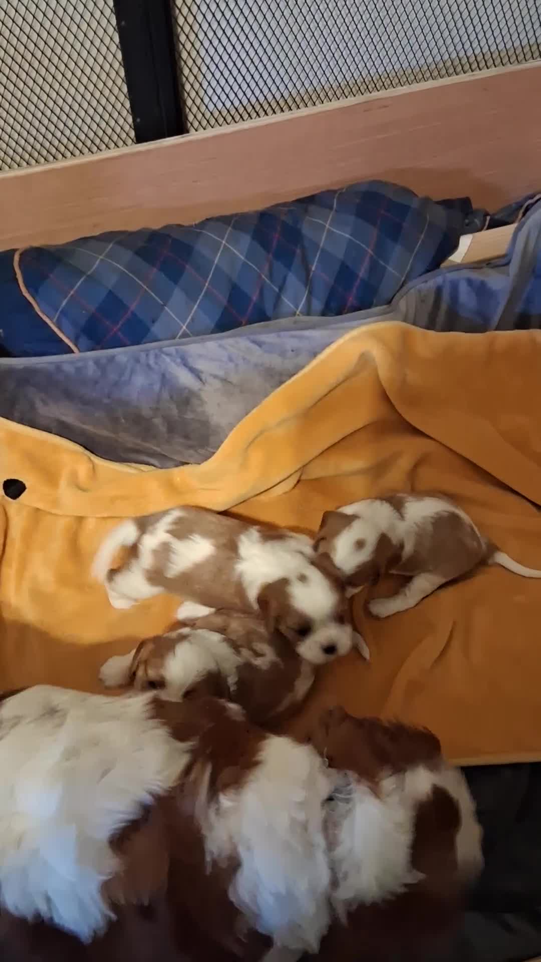 Cavalier King Charles Spaniel dogs for sale: Cavalier King Charles Spaniel puppies  - Video 2