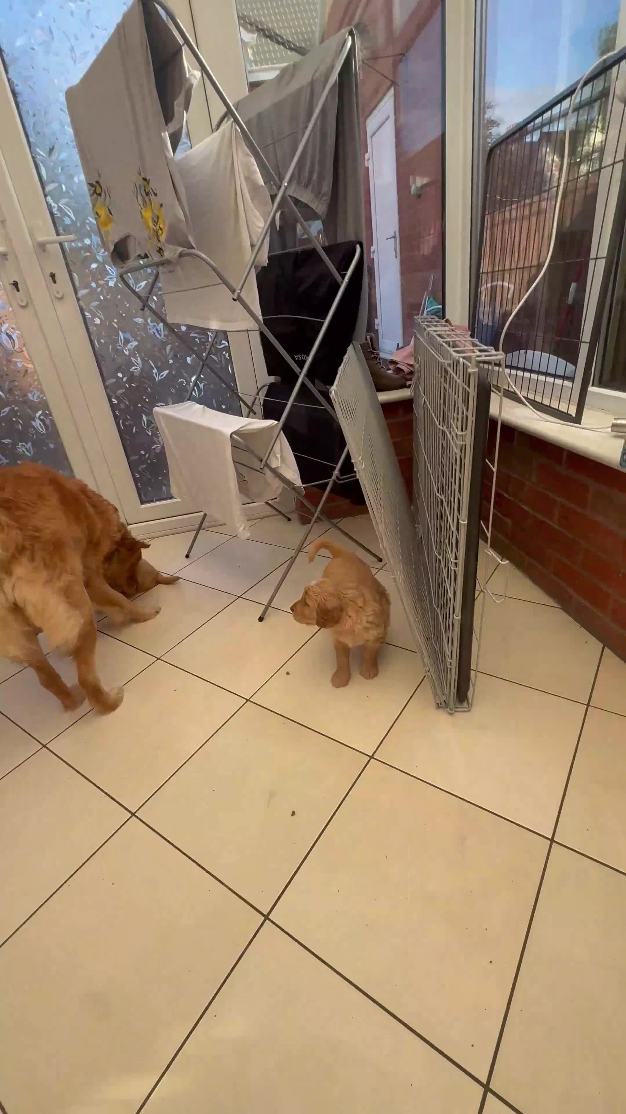 Golden Retriever dogs for sale: GOLDEN RETRIEVER  PUPPYS READY FROM 29th JUNE - Video 2