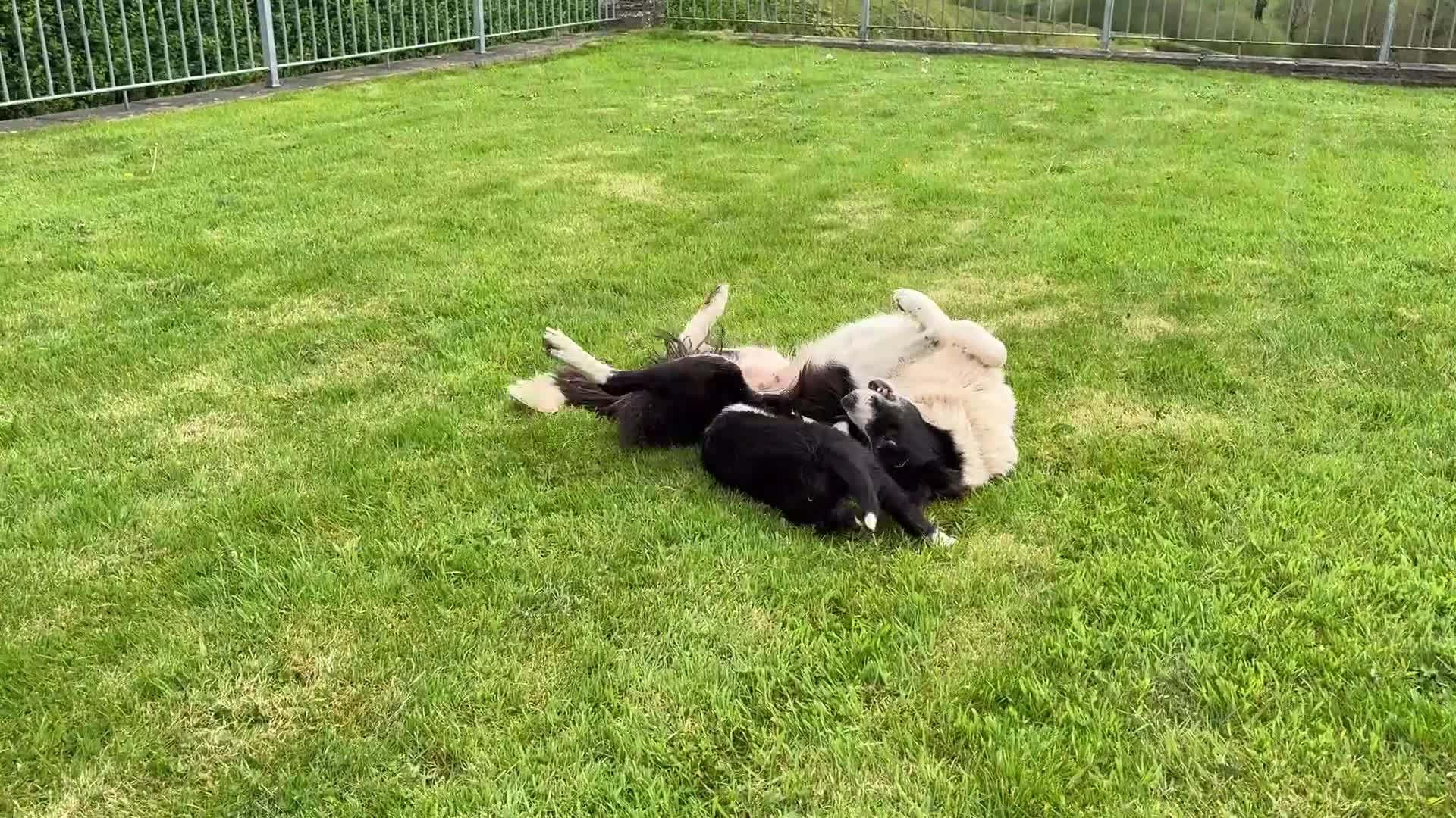 Border Collie dogs for sale: Rare Welsh Border Collie Puppies - Video 3