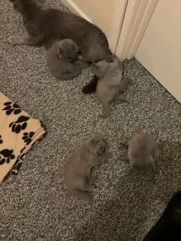 British Shorthair cats for sale: 🐾 Beautiful British Shorthair Kittens 🐾 in Huddersfield - Video 1
