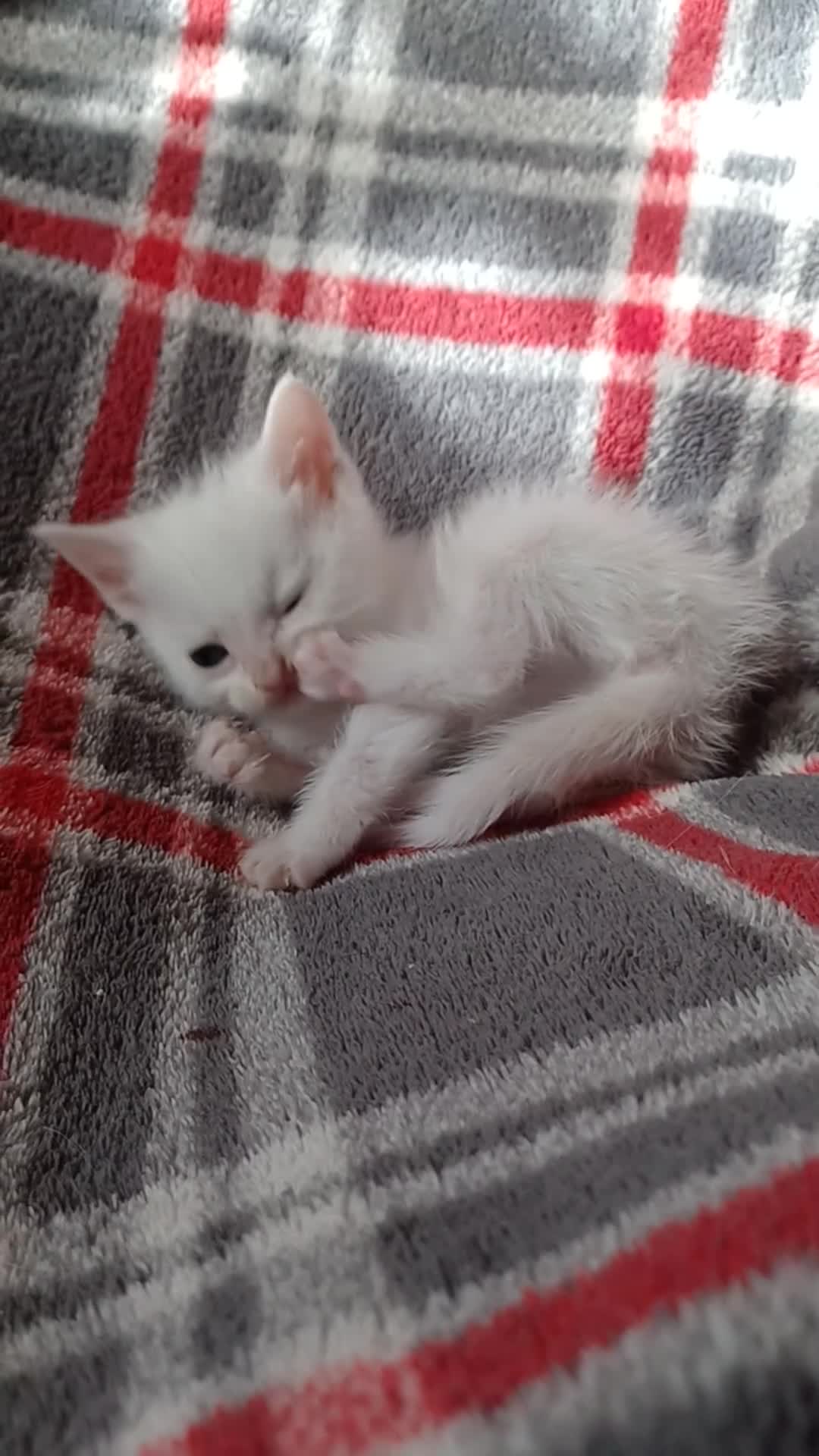 Mixed Breed cats for sale: 4 Gorgeous Pure White Kittens Available 7th Nov - Video 1