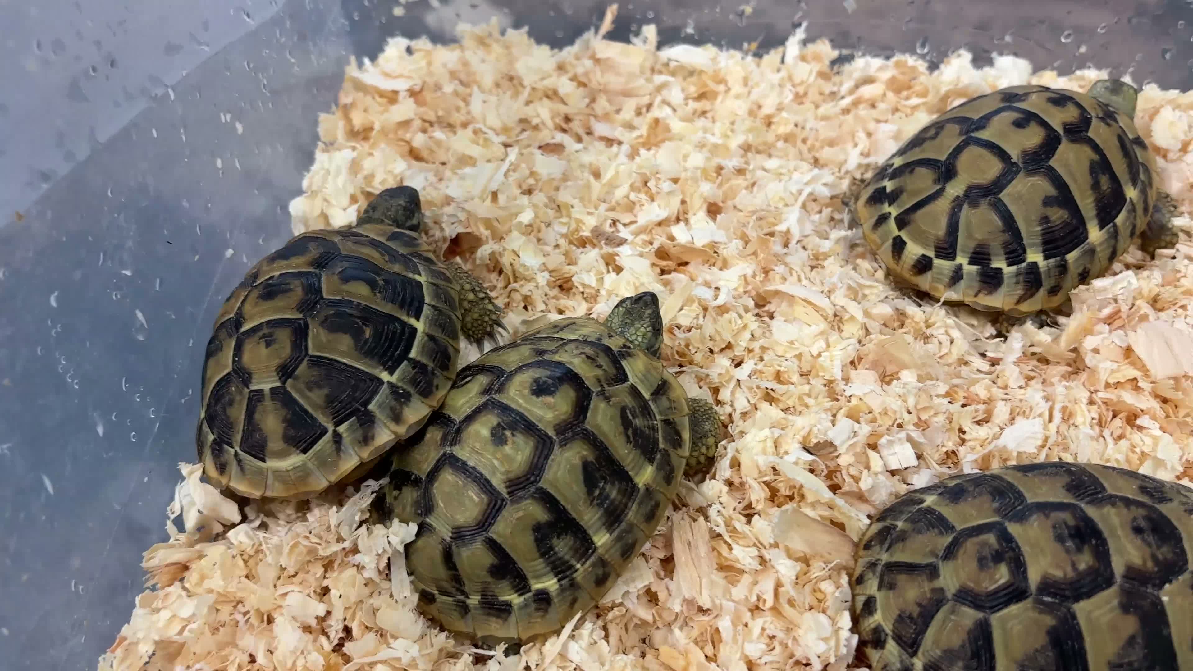 Hermann Tortoise reptiles for sale: Baby Herman Hatchlings - Video 1