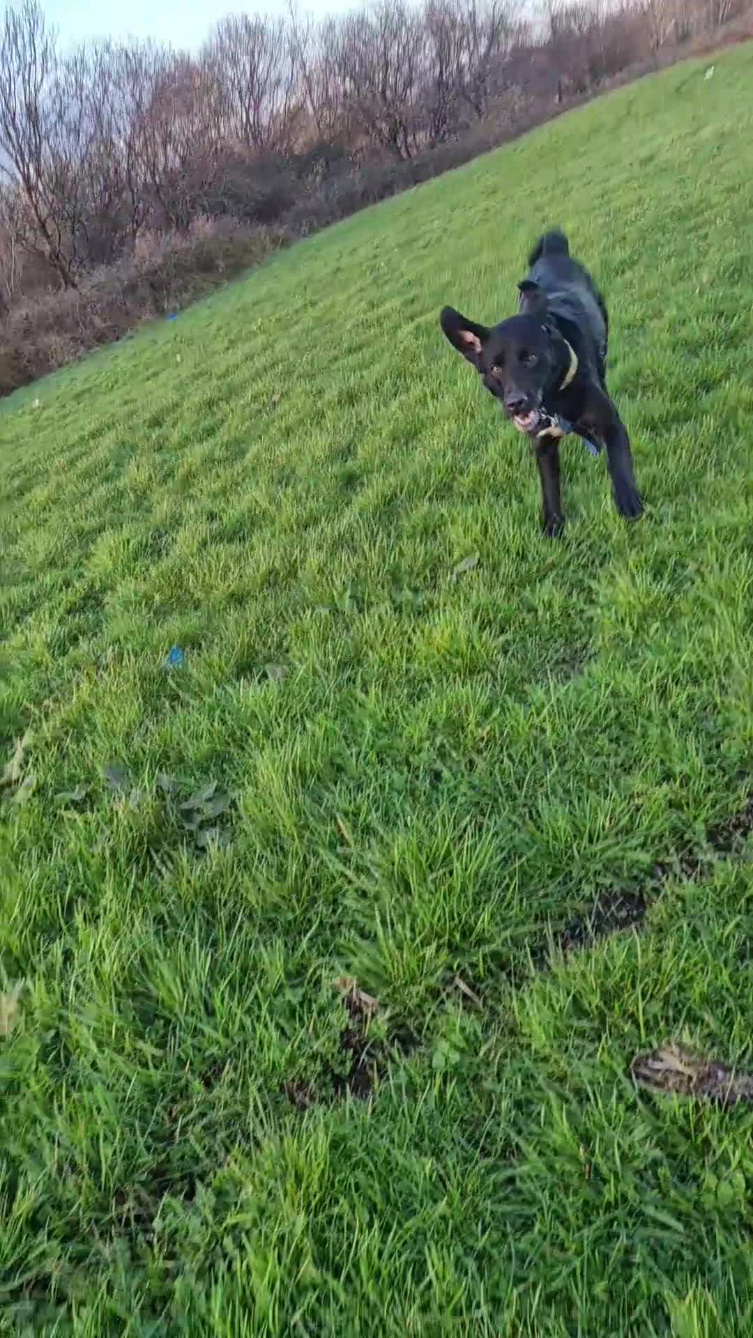 Mixed Breed dogs for sale: Active home needed  - Video 1