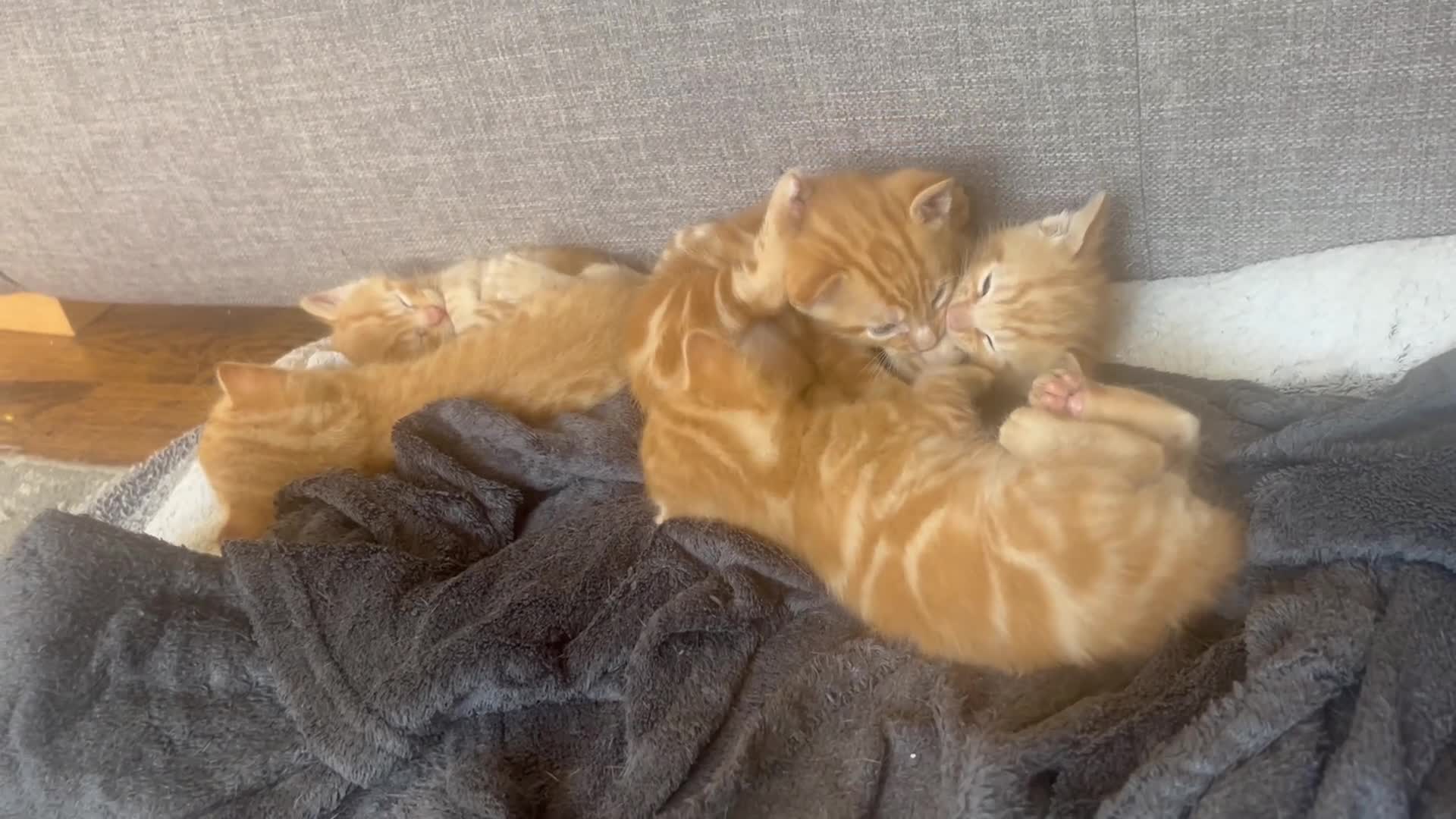 Mixed Breed cats for sale: Gorgeous ginger male kittens  in Falmouth - Video 1