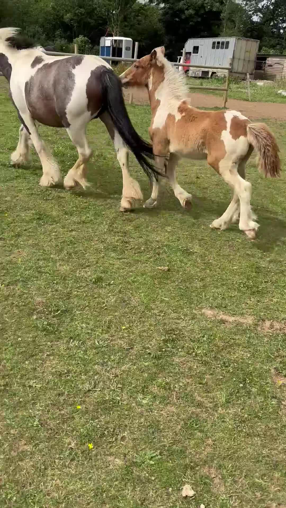 Irish Cob horses for sale: Little colt for sale  - Video 1