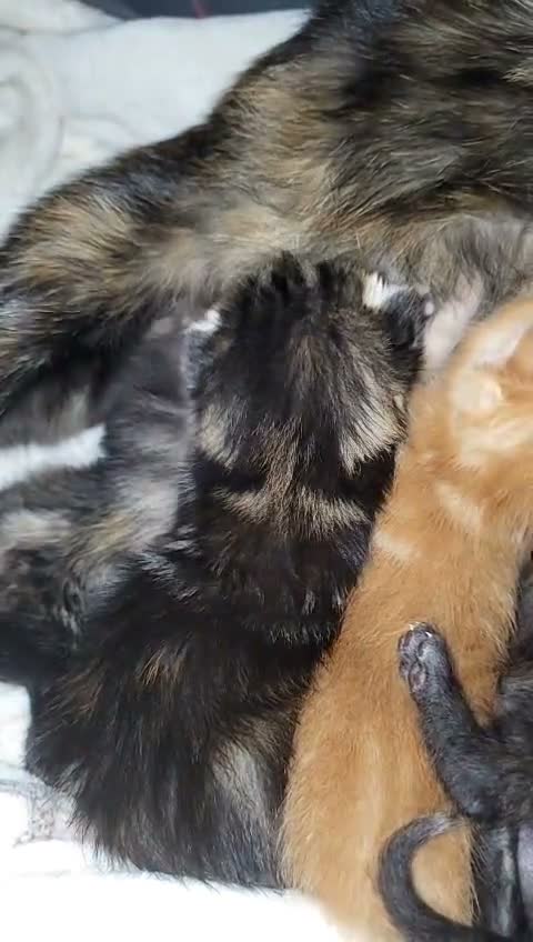 Mixed Breed cats for sale: One kittens available to go on the 26th of October - Video 4