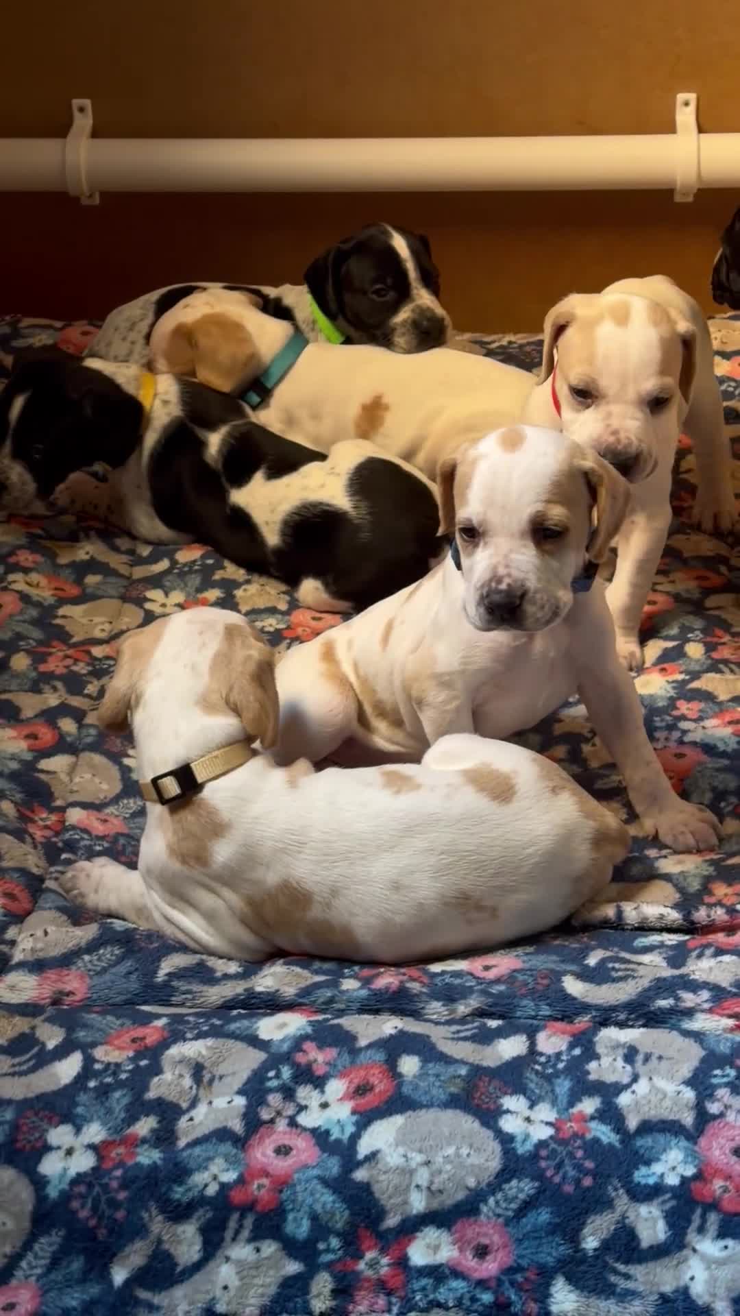 Pointer dogs for sale: Stunning English Pointer puppies-steal your heart  - Video 2