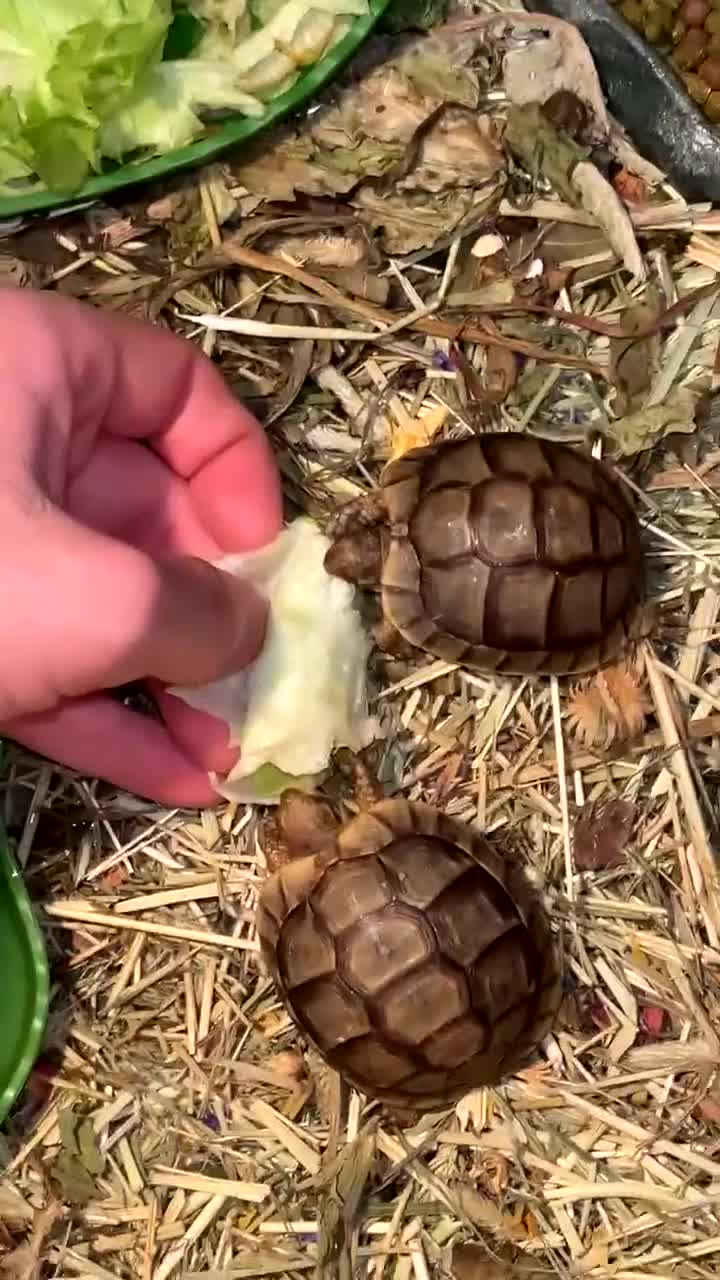 Tortoise reptiles for sale: 2 baby tortoise for sale  - Video 1