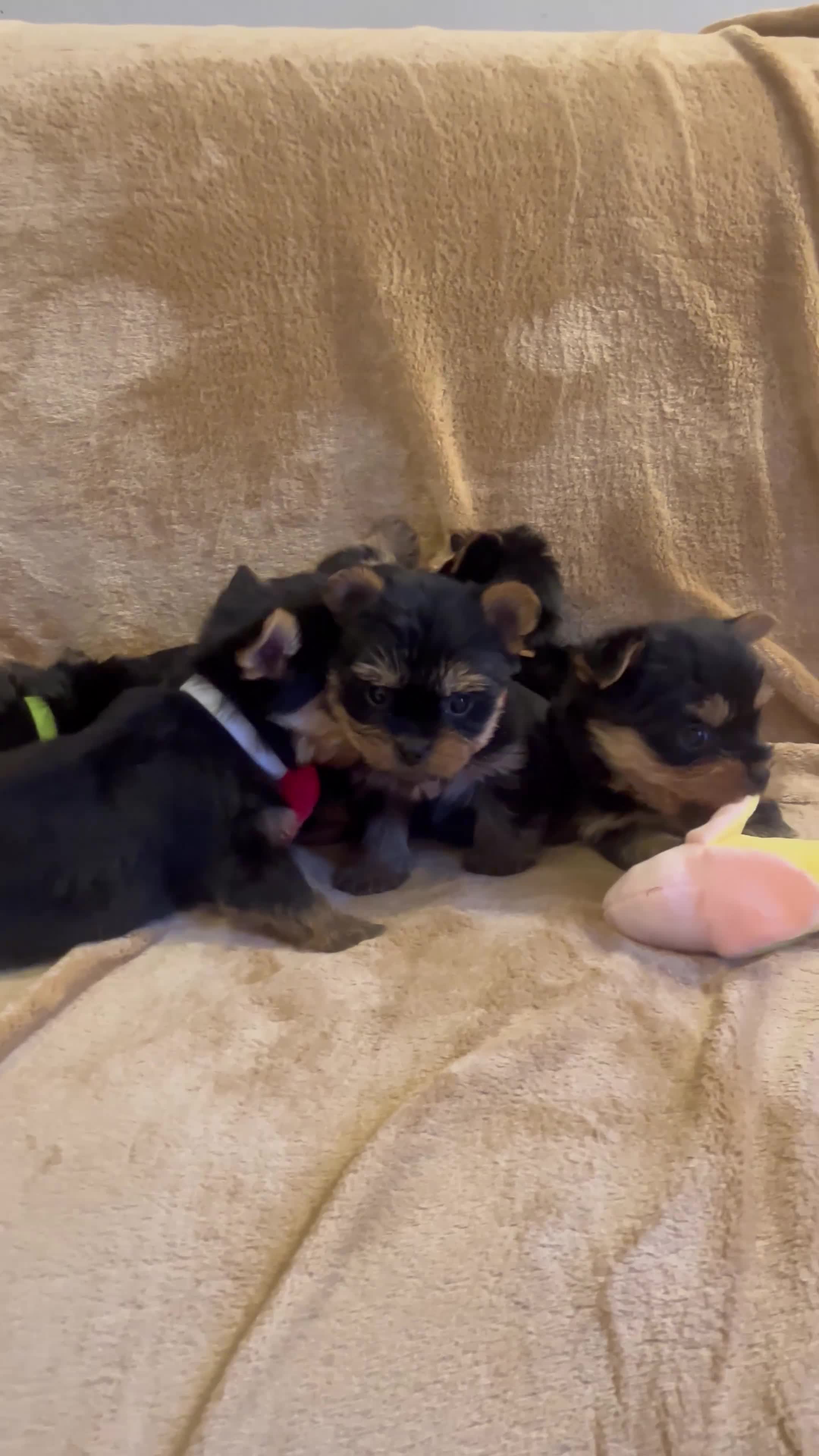 Yorkshire Terrier dogs for sale: Pure Yorkshire Terrier Puppies for sale  in Tewkesbury - Video 3