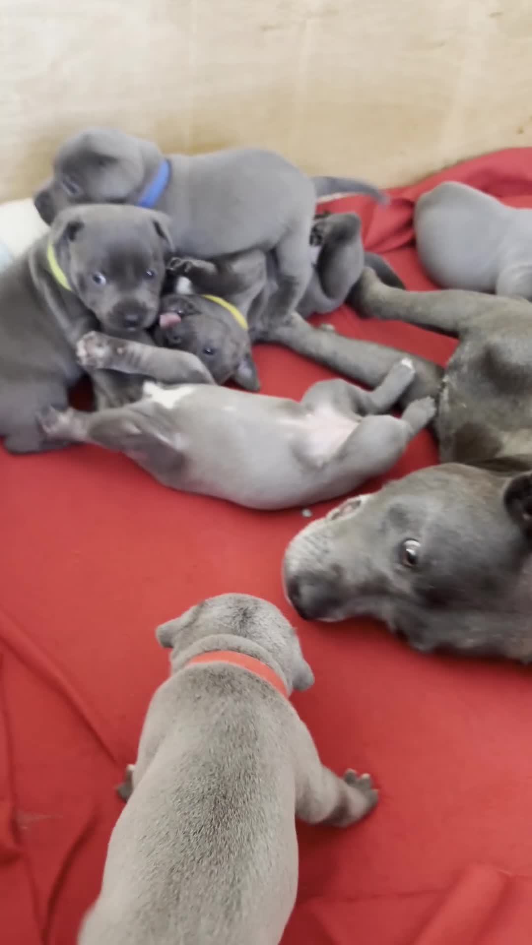 Staffordshire Bull Terrier dogs for sale: KC Registered Blue & Lilac Staffy Puppies 🐾 - Video 4