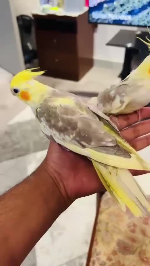 Cockatiels birds for sale: Lovely birds babyies - Video 1