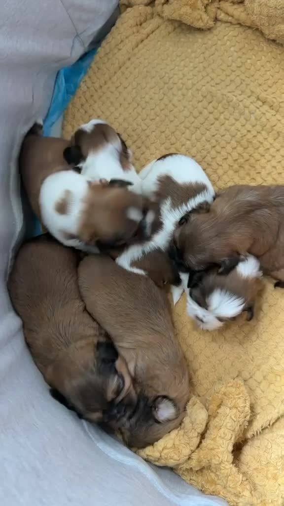 Shih Tzu dogs for sale: Shih tzu puppies in Glasgow - Video 2