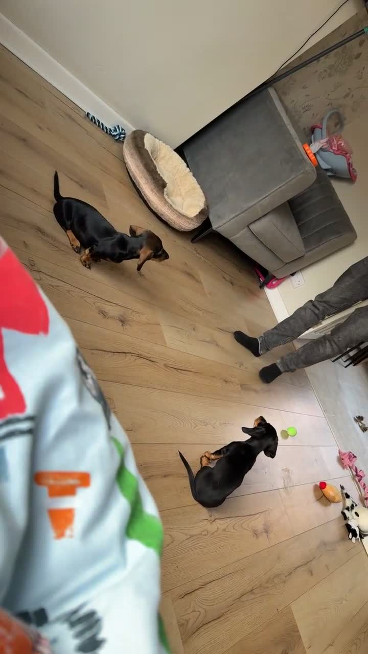 Miniature Dachshund dogs for sale: Miniature Dachshunds – 9 Months Old (Sisters) - Video 1