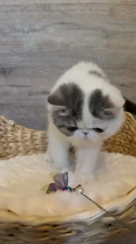 Exotic cats for sale: Outstanding Exotic Shorthair Kittens - Video 2