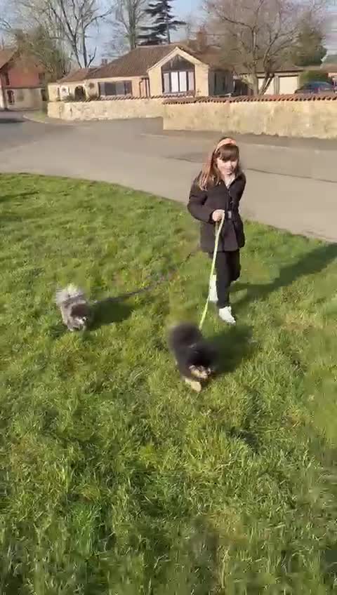 Pomeranian dogs for sale: *MINIATURE UNIQUE RARE tan toy Pomeranian boy 3yr* - Video 2