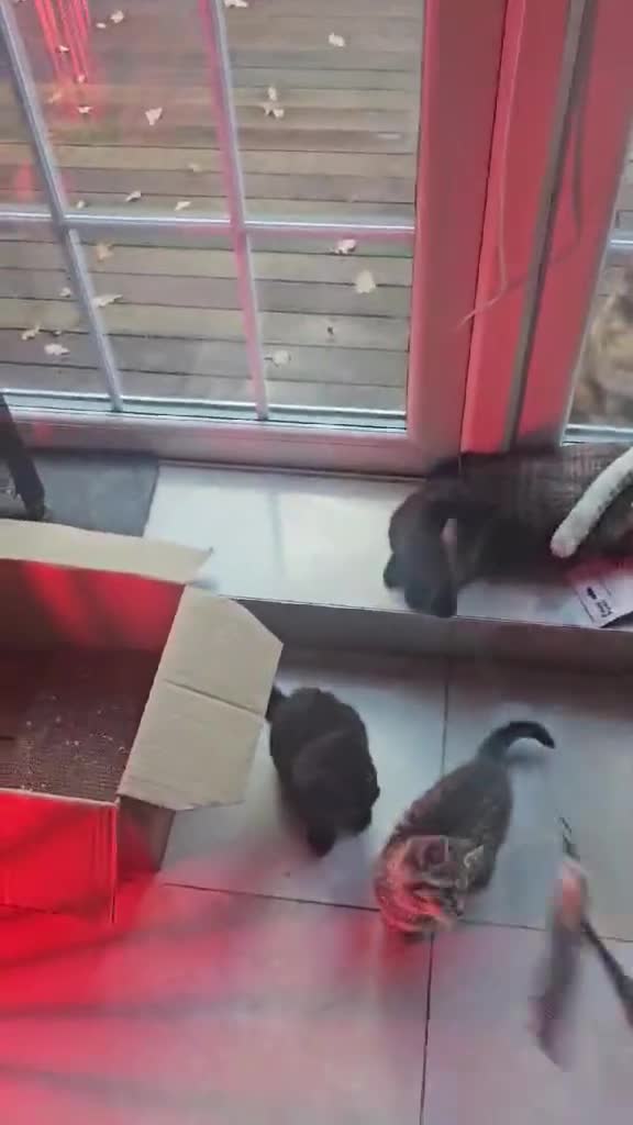 British Shorthair cats for sale: Glorious Pure BSH Kittens Ready Now! - Video 2