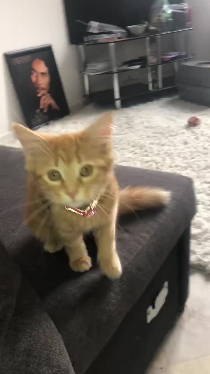 Maine Coon cats for sale: Maine coon cat  in London - Video 3