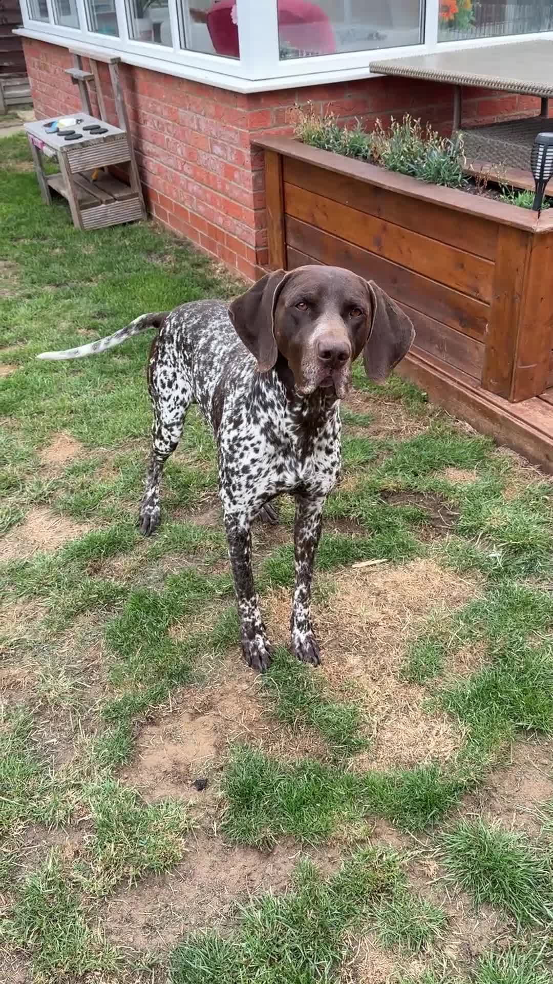 German Shorthaired Pointer dogs for sale: Male short haired pointer  - Video 1