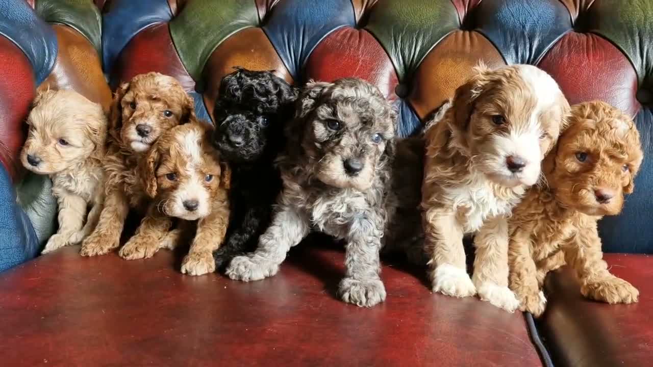 Cavapoo dogs for sale: Gorgeous F1b Cavapoo pups.health tested parents  - Video 1